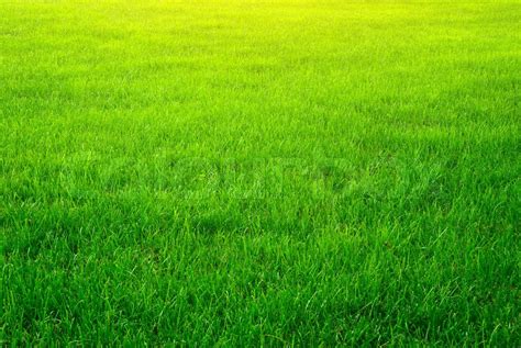 grass green background|Green Grass Background Pictures .